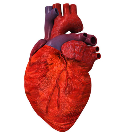 3 giai đoạn viêm cơ tim